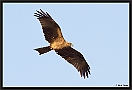 Zwarte Wouw. Black Kite, Milvus migrans Location: Kololi, the Gambia zwarte wouw MG 1298 kopie